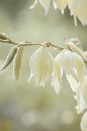 小清新非主流凤尾丝兰摄影图片